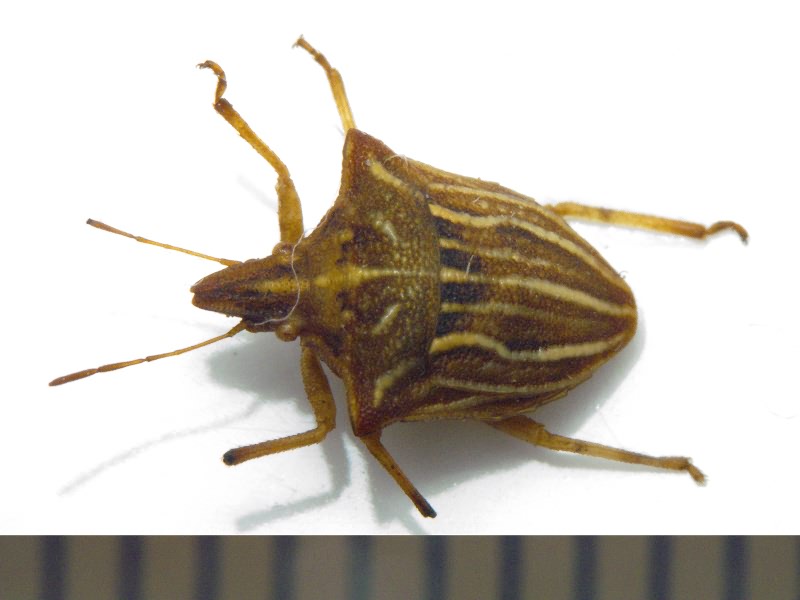 Ancyrosoma leucogrammes (Gmelin, 1790)